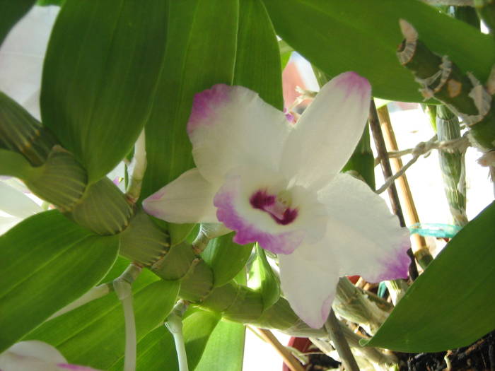 IMG_2454 - Orhideele in 2009