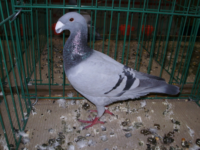 6354 gbh 1 - 1507 partea 1b