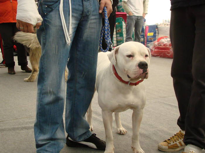 Picture 122 - Expo CACIB Cluj Napoca 15 11 2008