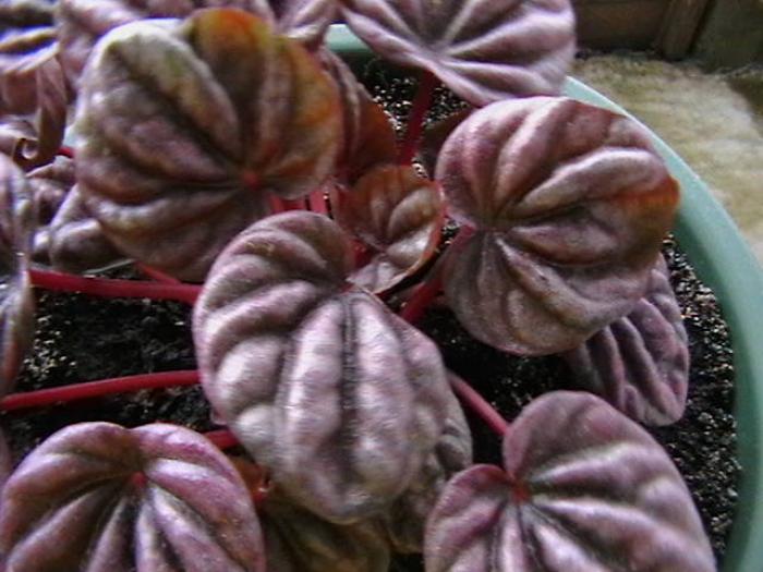 peperomia - oxigenul din case 2009