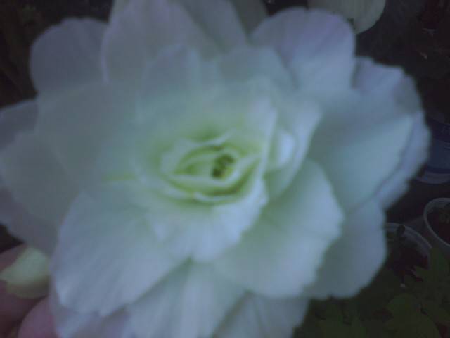 IMG_0654; begonia alba
