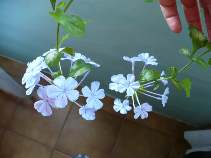 P1160403 - PLUMBAGO