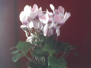 CYCLAMEN