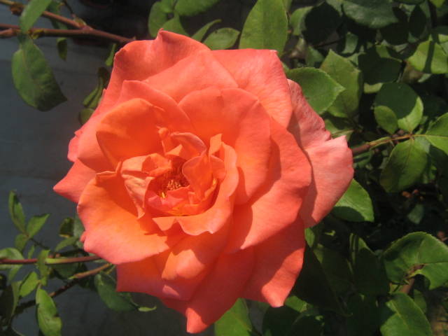 flori 375 - trandafiri