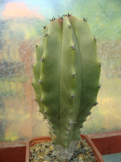 Machaerocereus gummosus ?