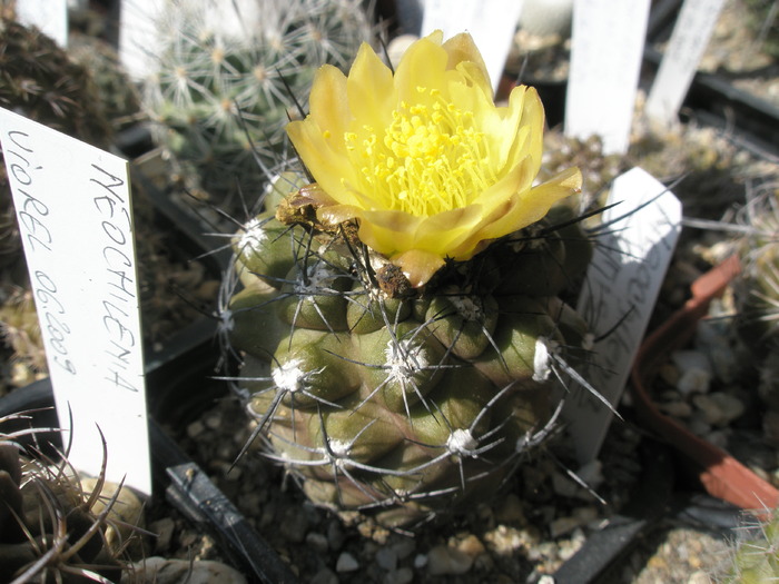 Neochilenia crispa - 26.08 - DIVERSE specii de cactusi