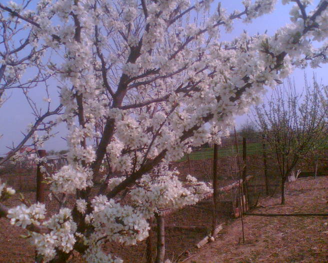 Imag014 - GRADINA MEA