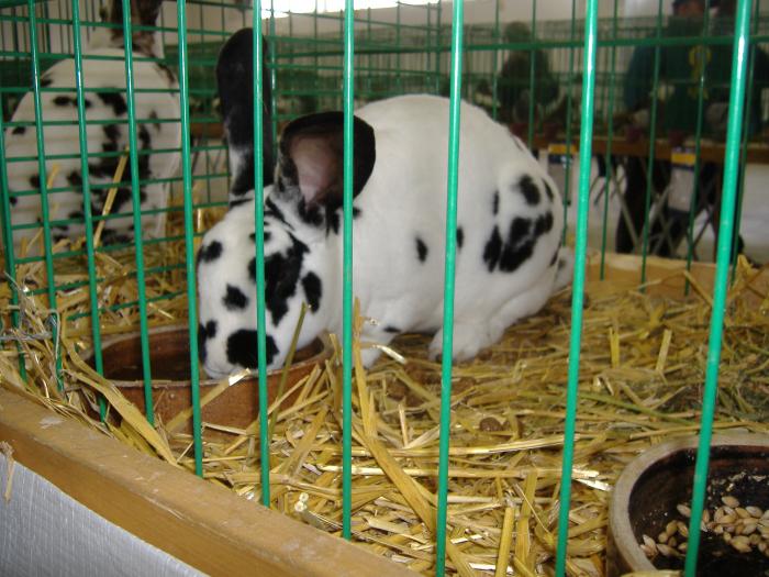 Nitra 06.12.2008 022