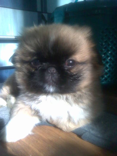 img_anunt_15789_poza1