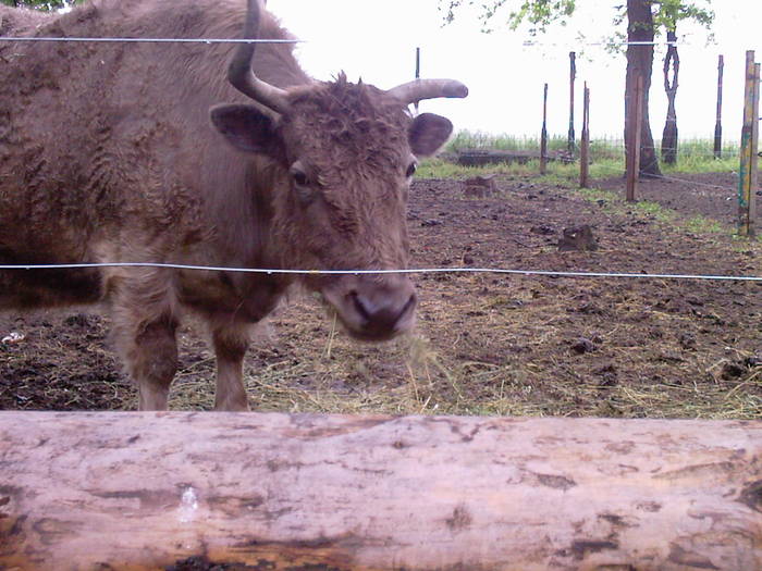 yak - Zoo Braila