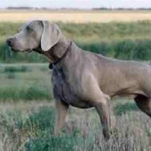 WEIMARANER