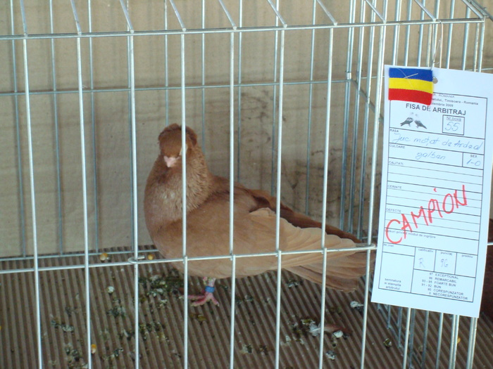 DSC04917 - Campioni de toate rasele la Expo Fauna Banatului 2009 Timisoara