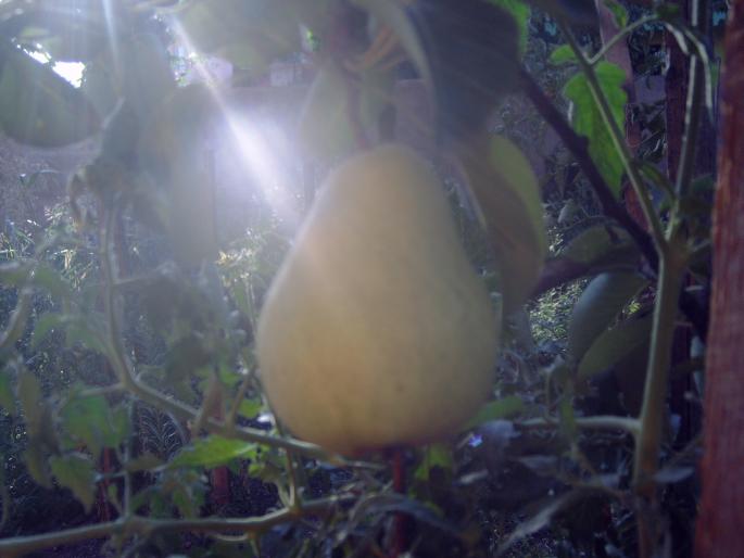 para coapta - Pomi fructiferi fructe si arbusti