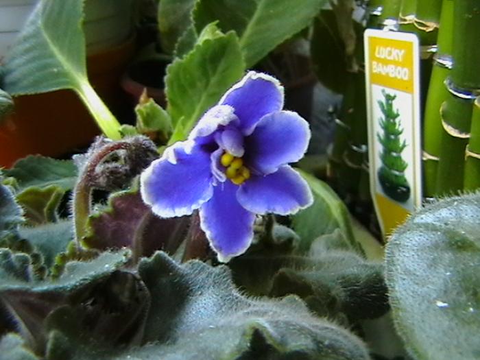 IMGA0478 - violete 2009