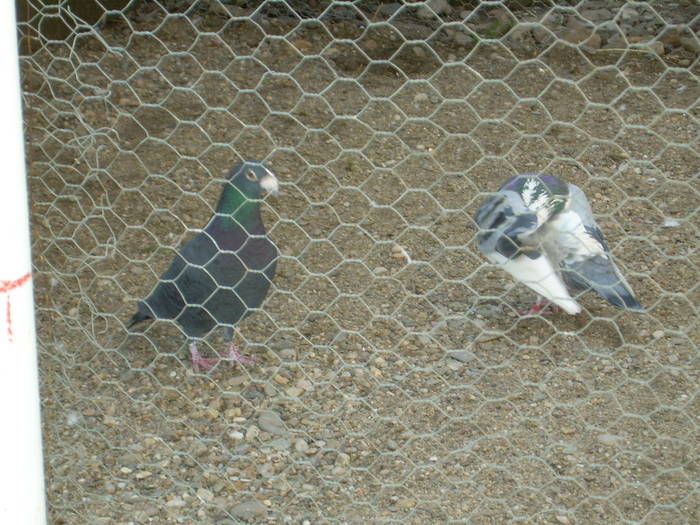 9.01.2009 242; maturi
