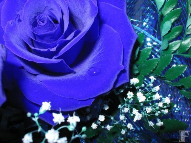 blue_rose_02 - Trandafiri albastri