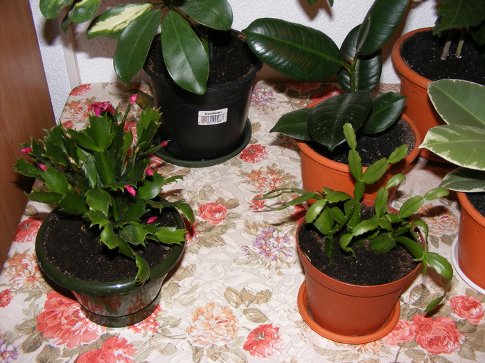 CRACIUNITE(SCHLUMBERGERA)