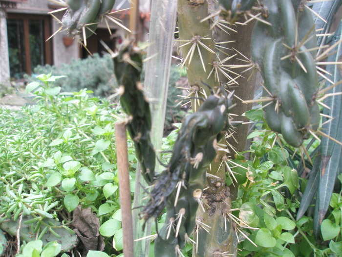 Opuntia imbricata - varful de alta planta, de la baza
