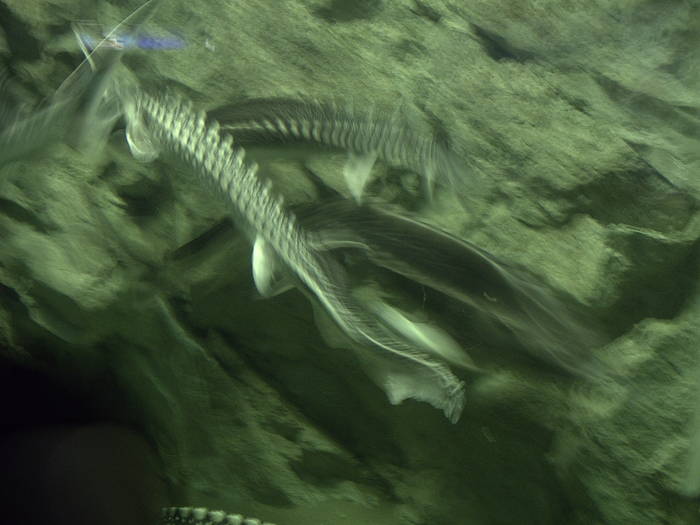 PICT0129 - EXCURSIE  in DELTA