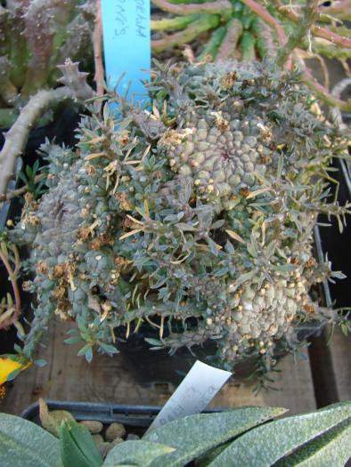 Euphorbia gorgonis - Cactusi la Constanta