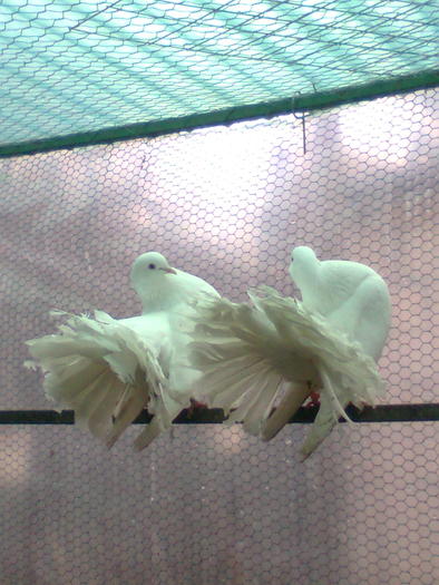 Imagine0358; parintii puiului
