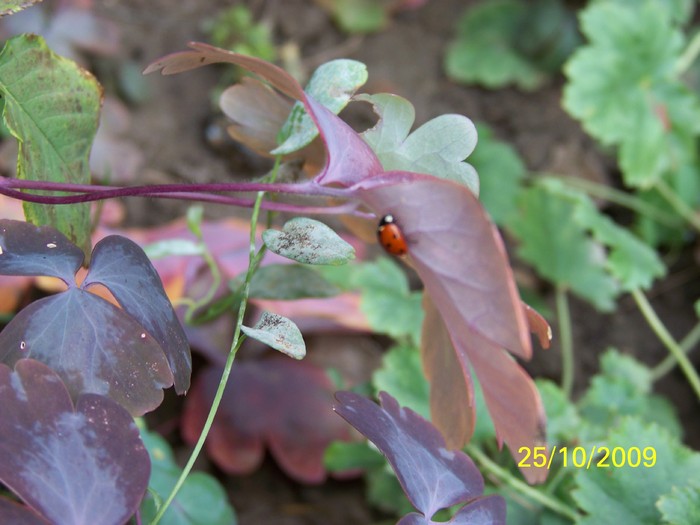 100_3363 - Toamna in curte  Timisoara