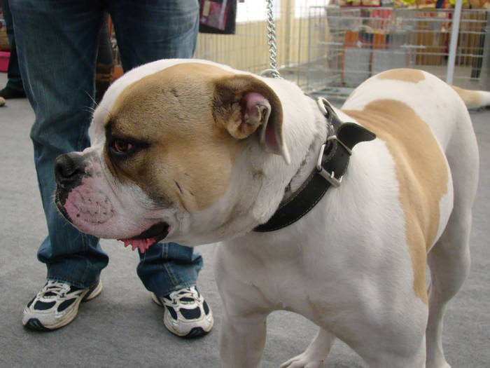 Picture 120 - Expo CACIB Cluj Napoca 15 11 2008