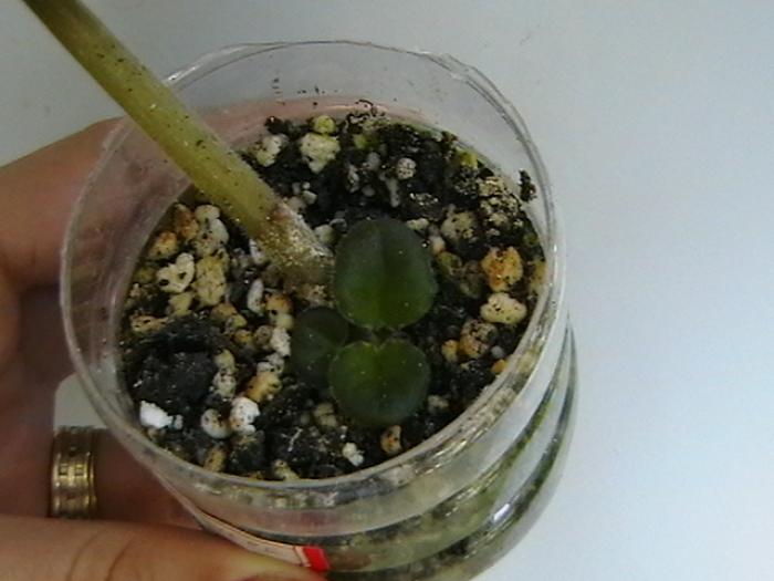 mellow magic - violete 2009