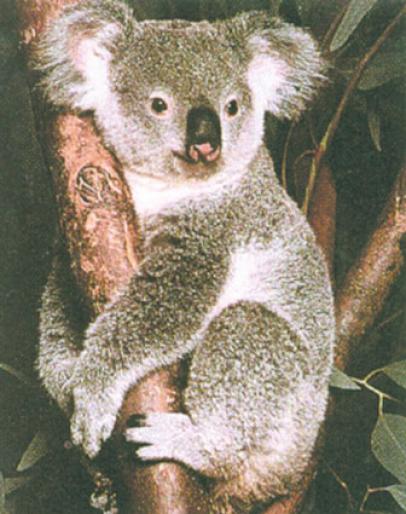 1312~Koala-Posters