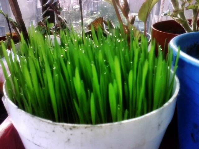 IMG_0282(1) - Flowers