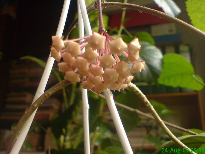 Boboci de Hoya fungii - Hoya