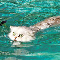 animale-pisica_hipnotizata_sa_inoate - Poze cu animale haioase