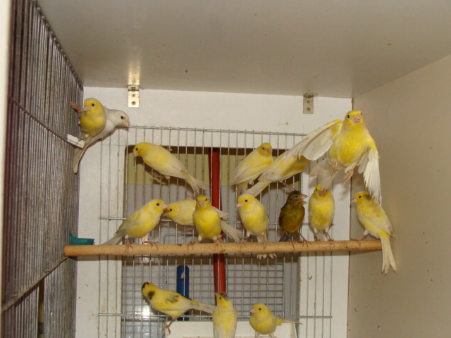 DSC01832 - Canari Malinois-Waterslager