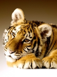 Cute_Tiger