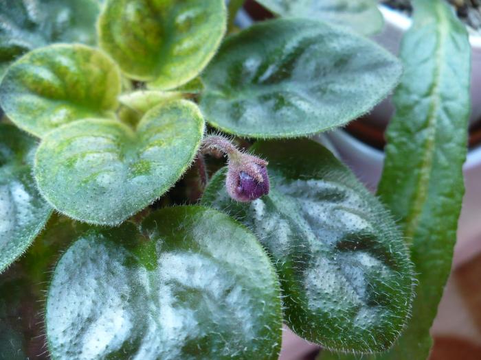 boboci Rob's Denim Demon