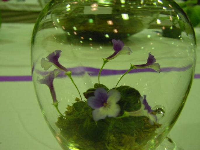 Sinn_Little_Wood_Nymph_2005avsa - violete de pe net 1