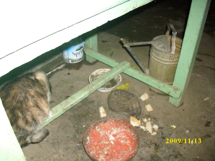 pisicile si prietena tepoasa - pisici si catelusa Boggy