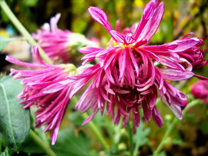 Picture 171 - flori dragute