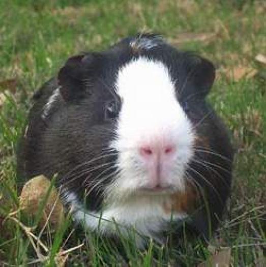 guinea1 - porcusori de guinea