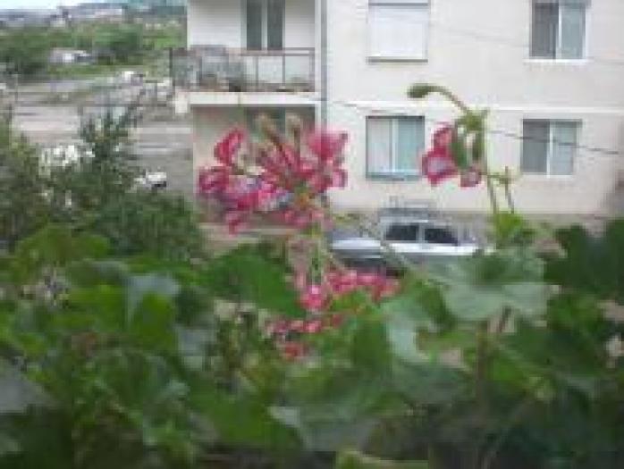 IXPGIOKJDPMWBMJCHLE - flori