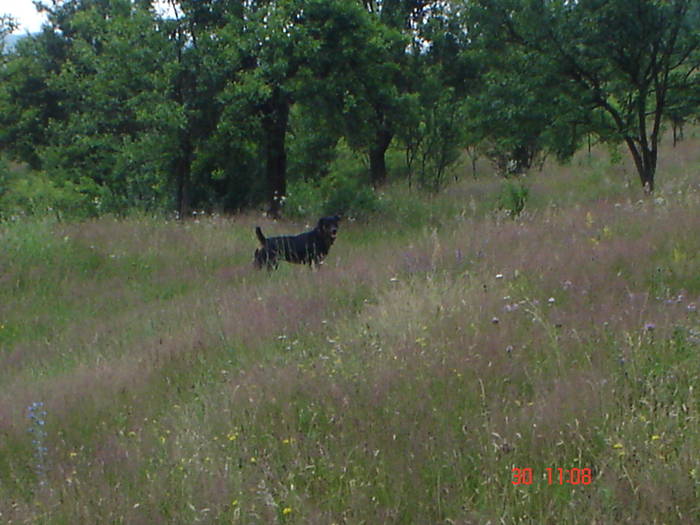 DSC05986 - ALBINUTZELE MELE