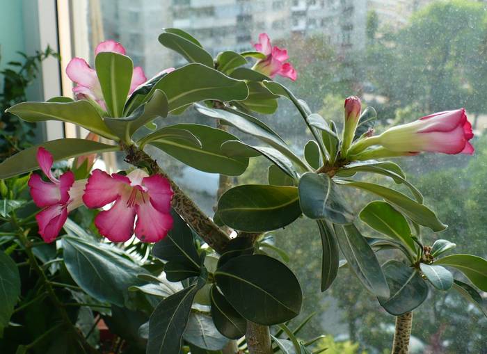 P1120543 - ADENIUM OBESUM
