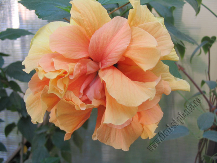 Hibiscus classic apricot 2