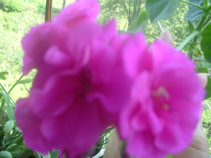 DSCF8396; muscata trandafiras
