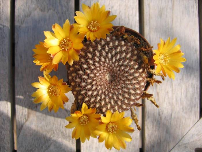 Sulcorebutia  arenacea - CACTUSI FLOWERS YELLOW