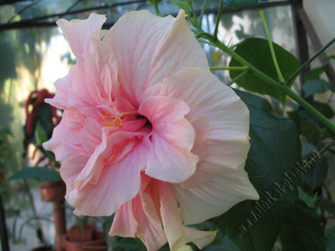 Hibiscus roz pal 9