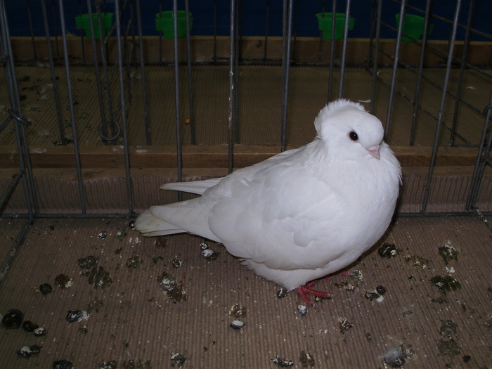 11410 felegyhaza tbl 1