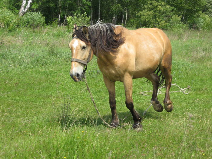 IMG_3460 - salcim I si II 2009