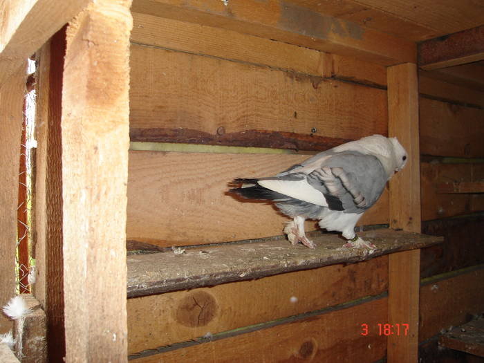 78 - C Porumbei Blueti si Satineti Vechi