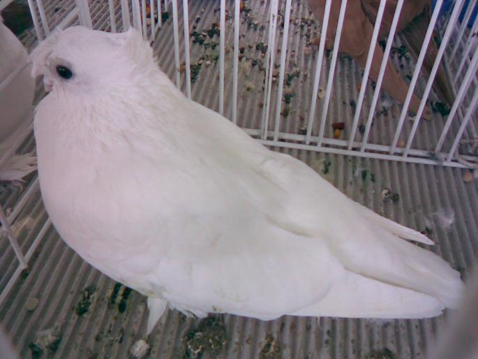 uzbek alb 1 - 1503 partea 2